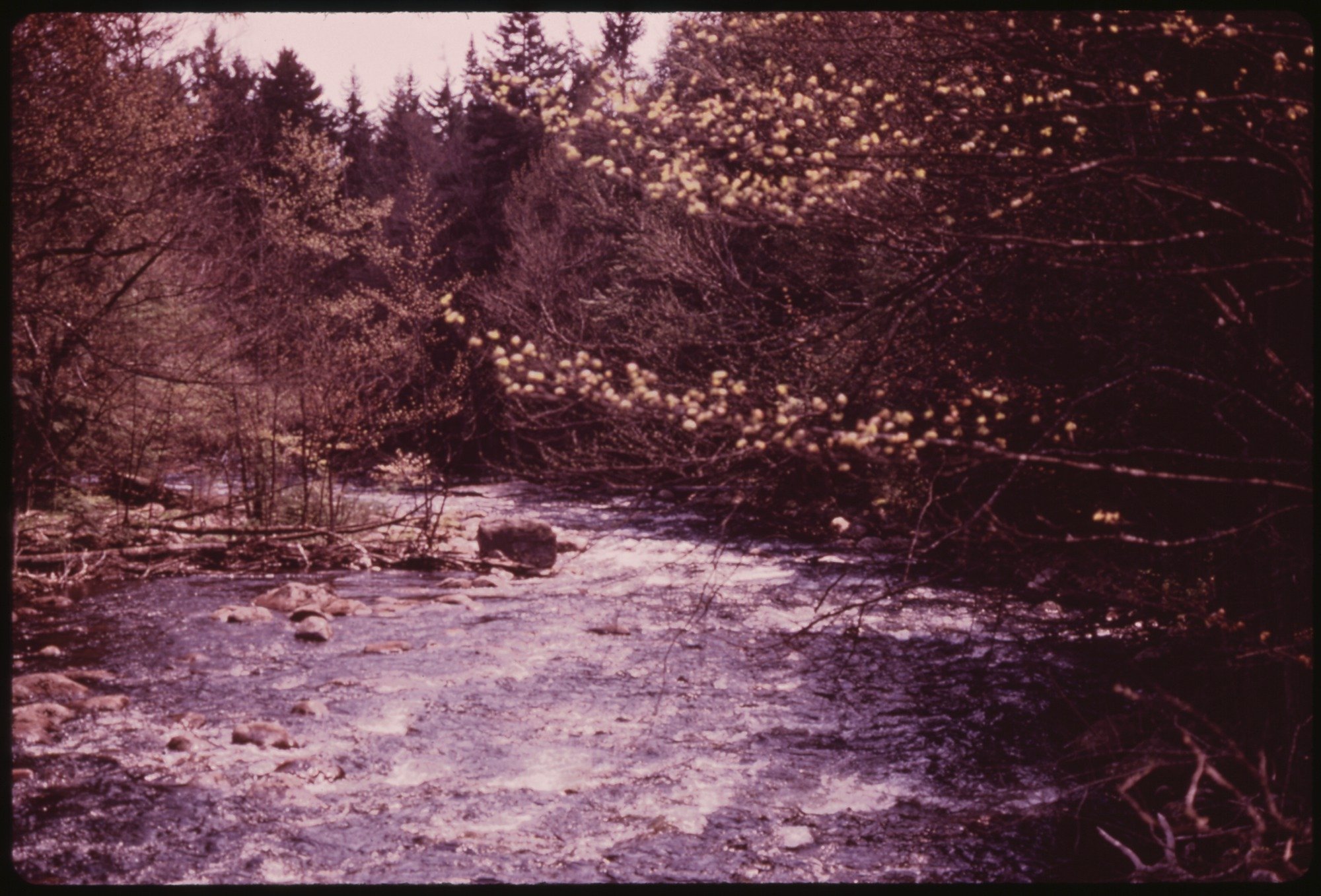 Moose River