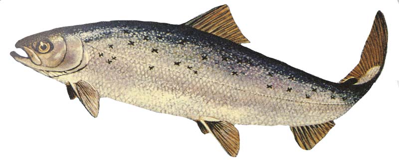 Photo of a Atlantic Salmon