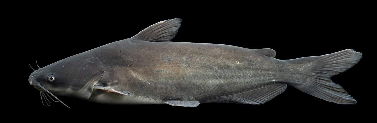 Photo of a Blue Catfish