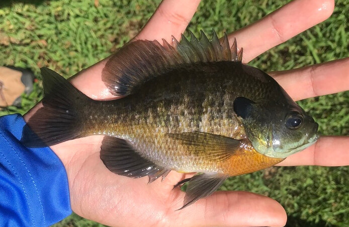 Photo of a Bluegill