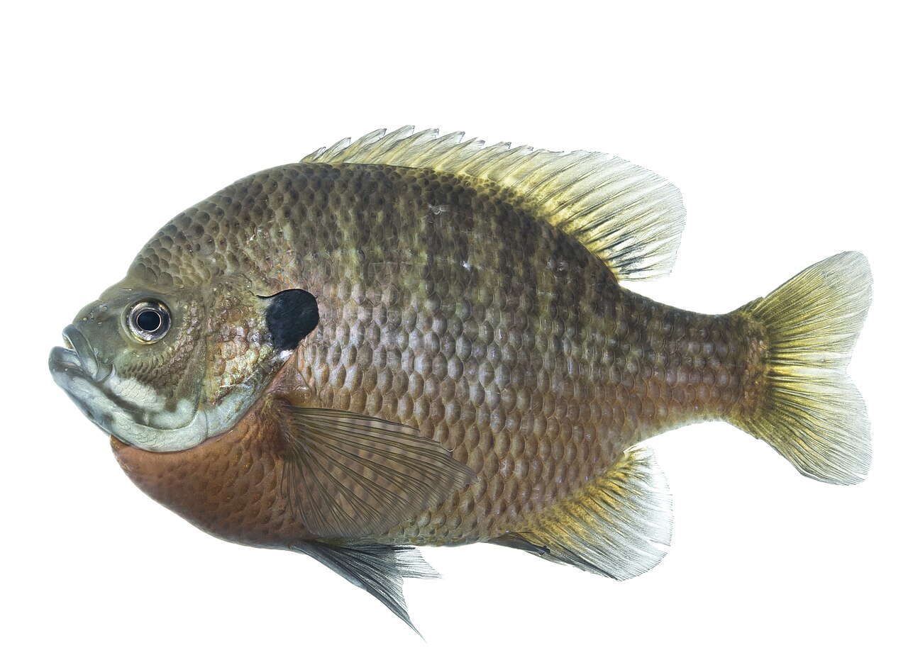 Photo of a Bluegill for identification