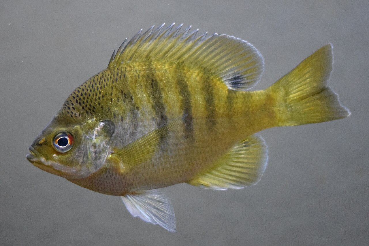 Photo of a Bluegill for identification