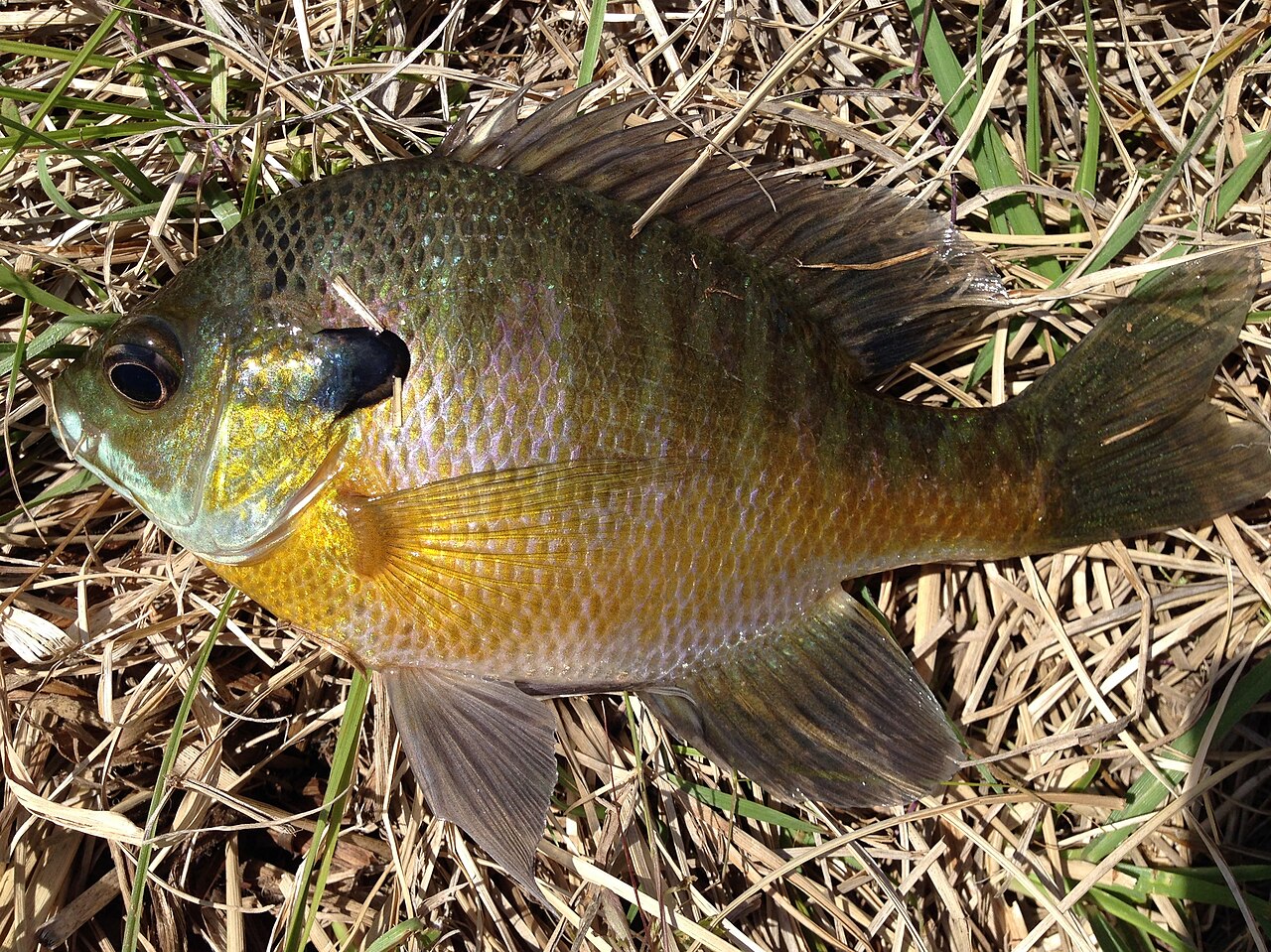 Photo of a Bluegill for identification