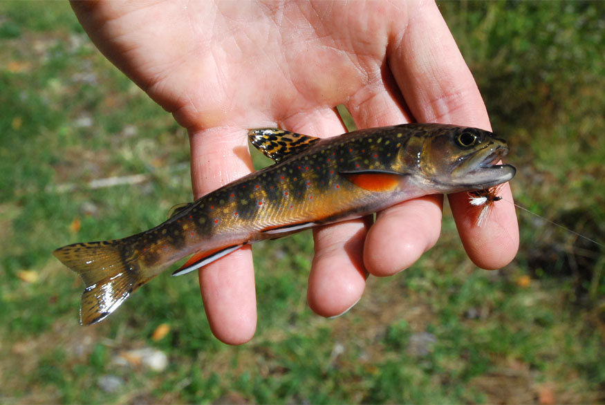 Photo of a Brook Trout for identification