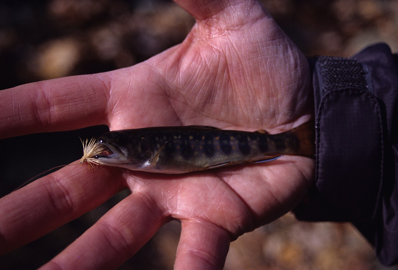 Photo of a Brook Trout for identification