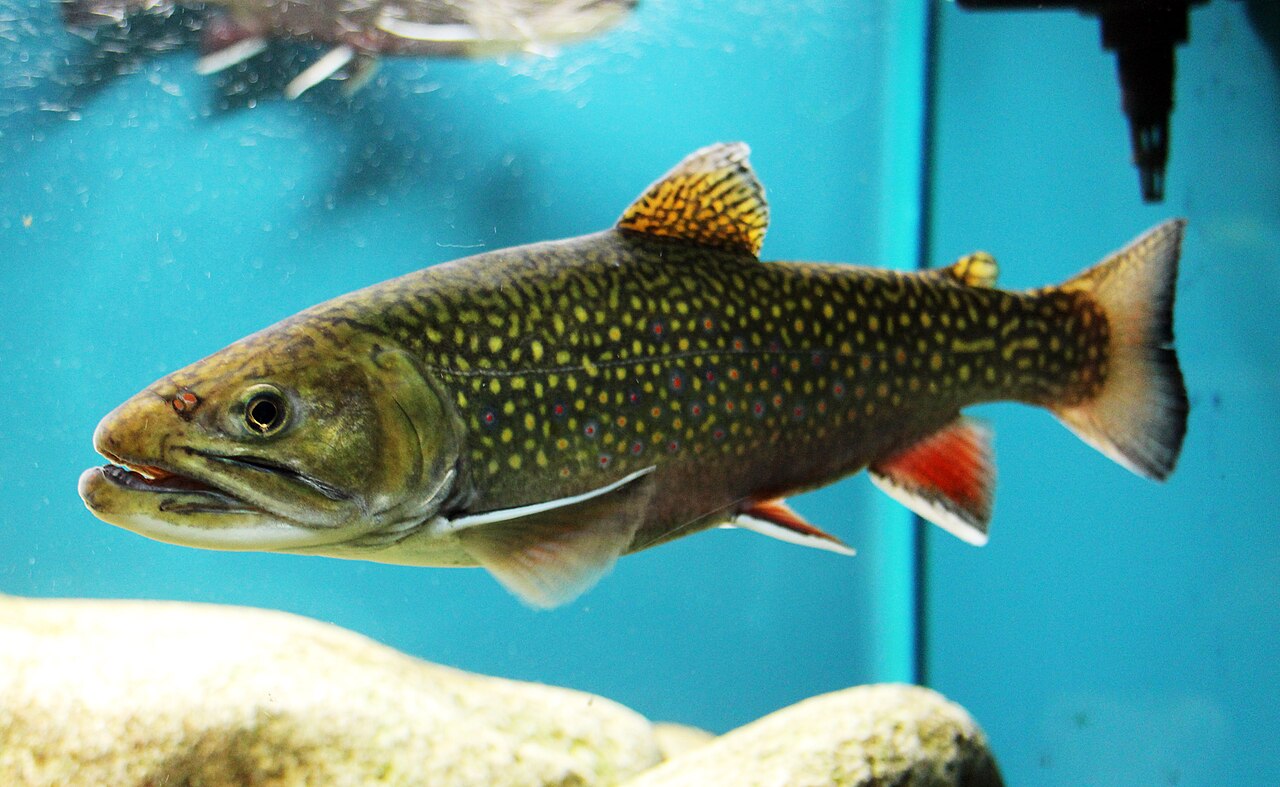 Photo of a Brook Trout for identification