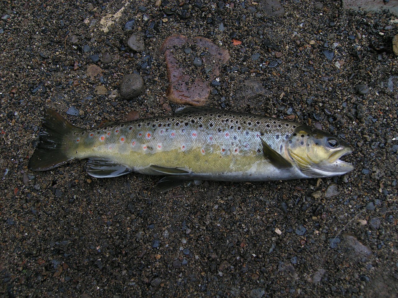 Photo of a Brown Trout for identification
