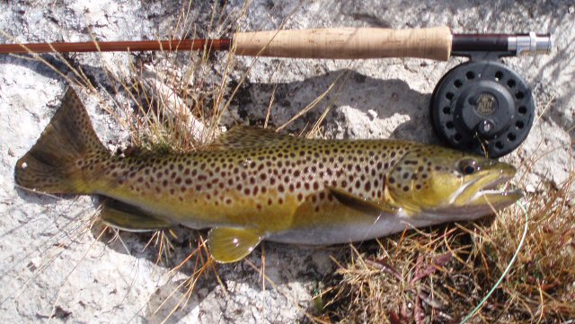Photo of a Brown Trout for identification