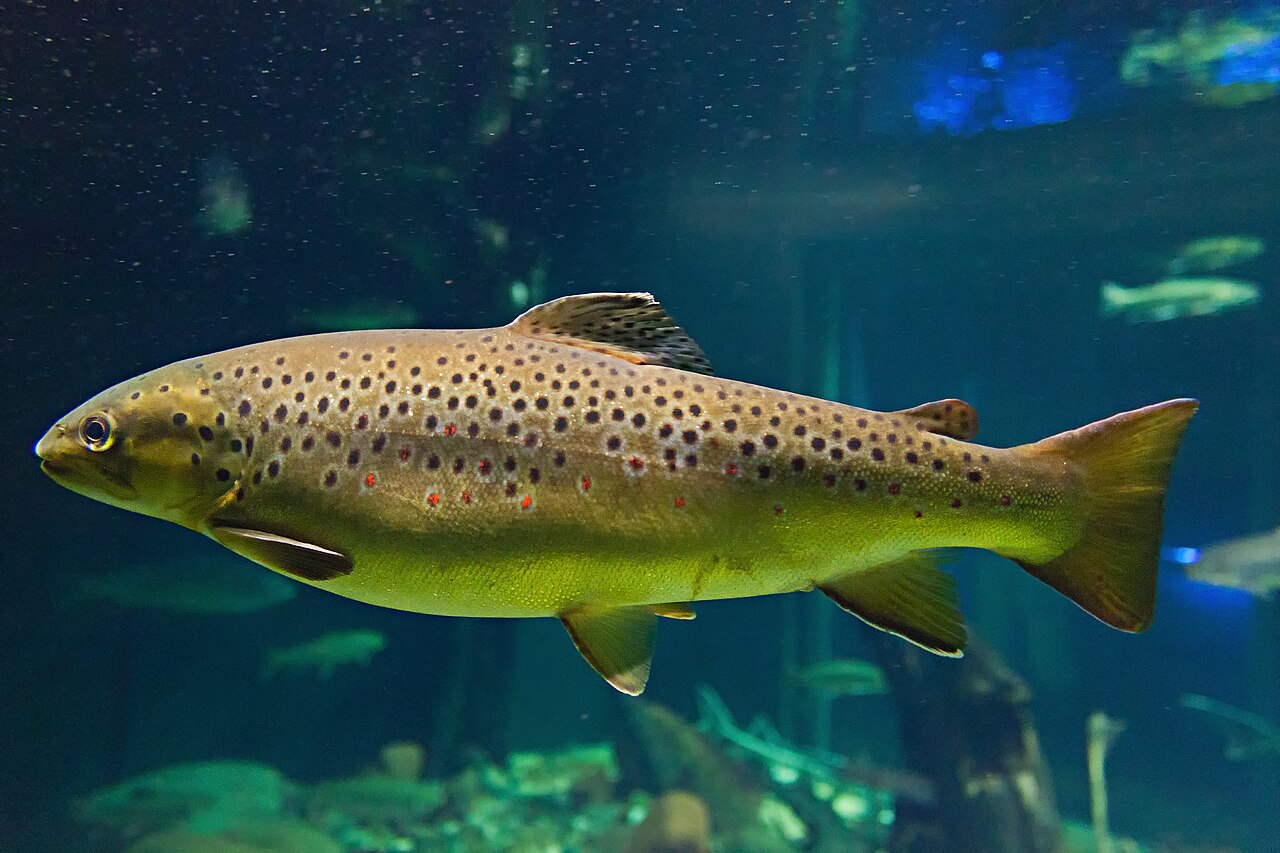 Photo of a Brown Trout for identification