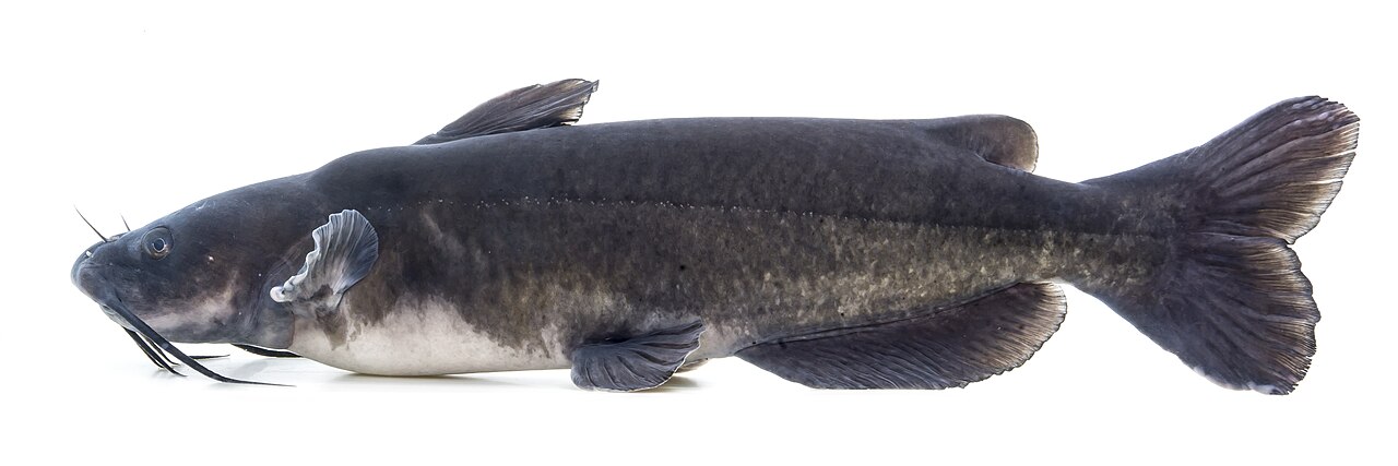 Photo of a Channel Catfish