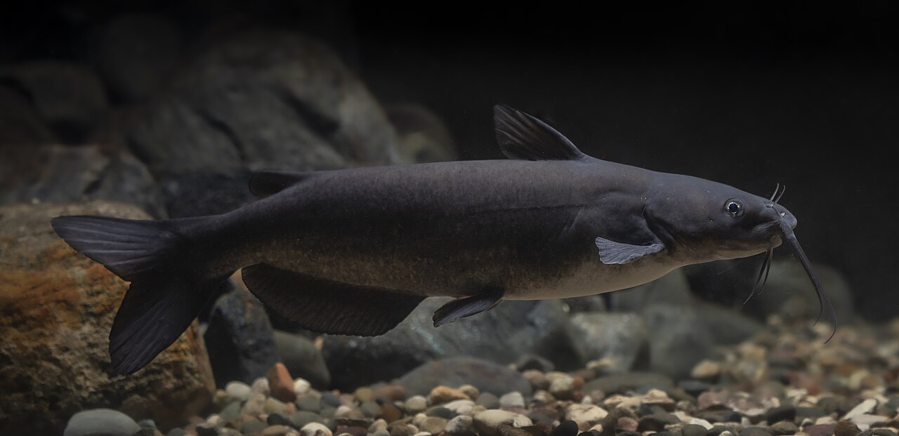Photo of a Channel Catfish for identification