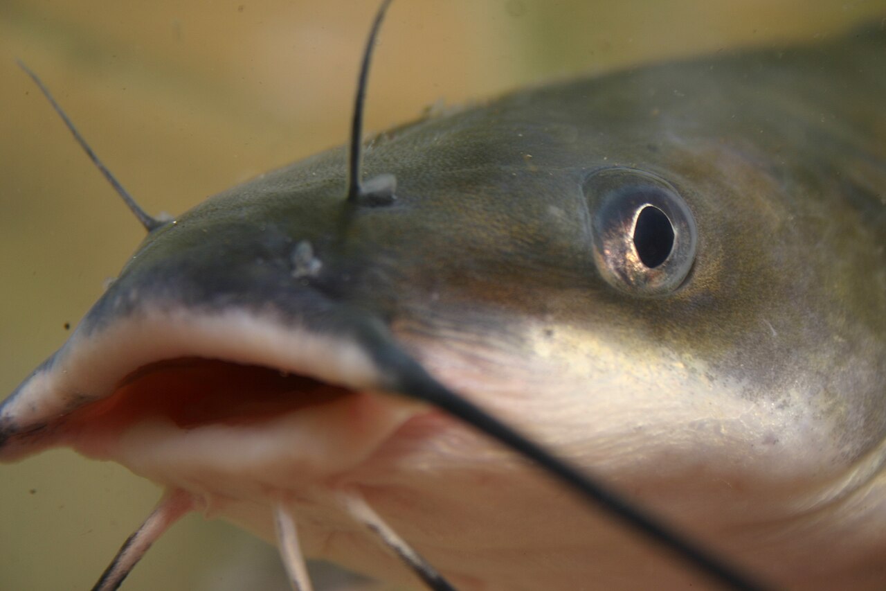 Photo of a Channel Catfish for identification
