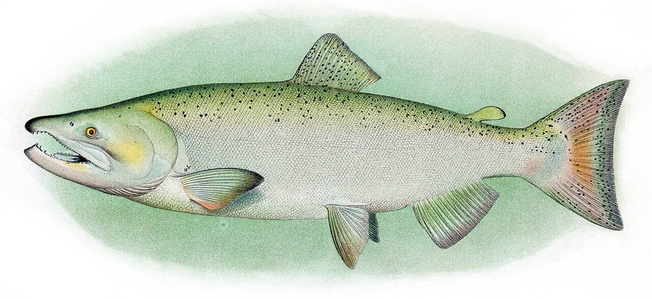 Photo of a Chinook Salmon