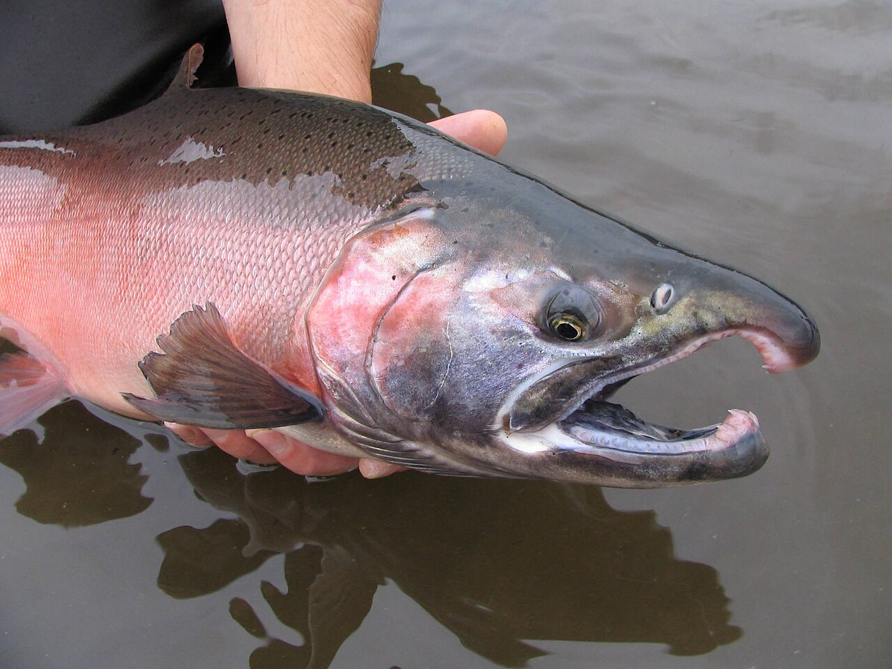 Photo of a Coho Salmon