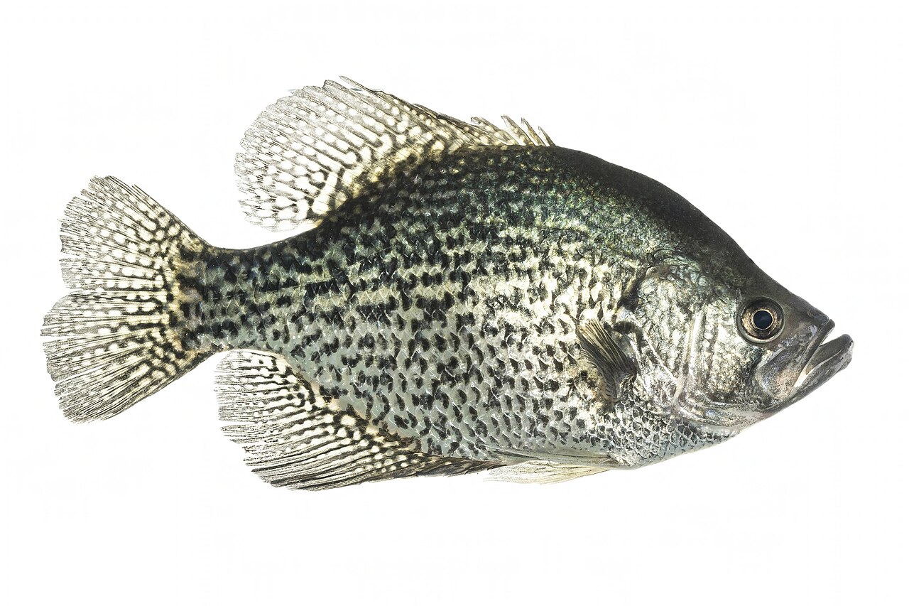 Photo of a Crappie