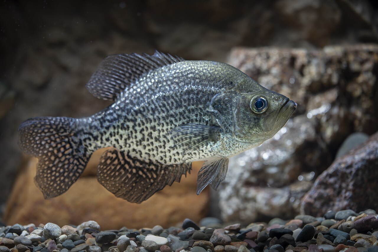 Photo of a Crappie for identification