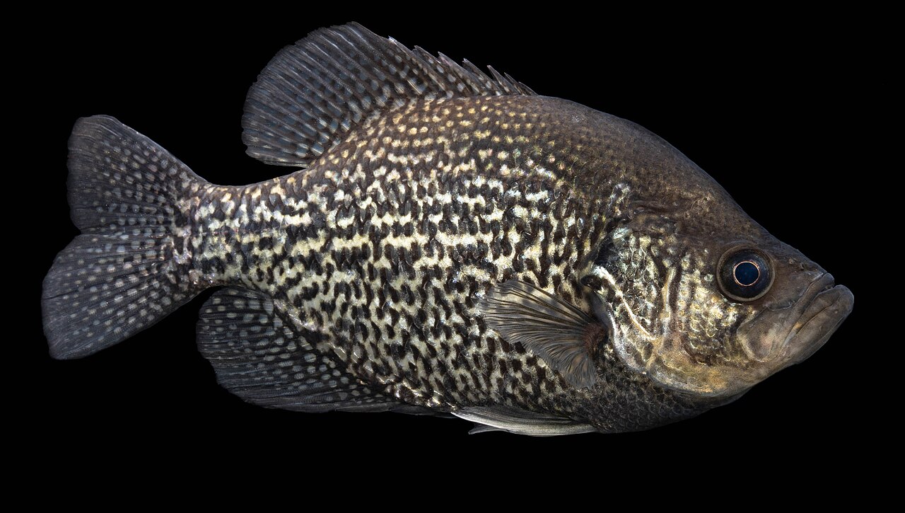 Photo of a Crappie for identification
