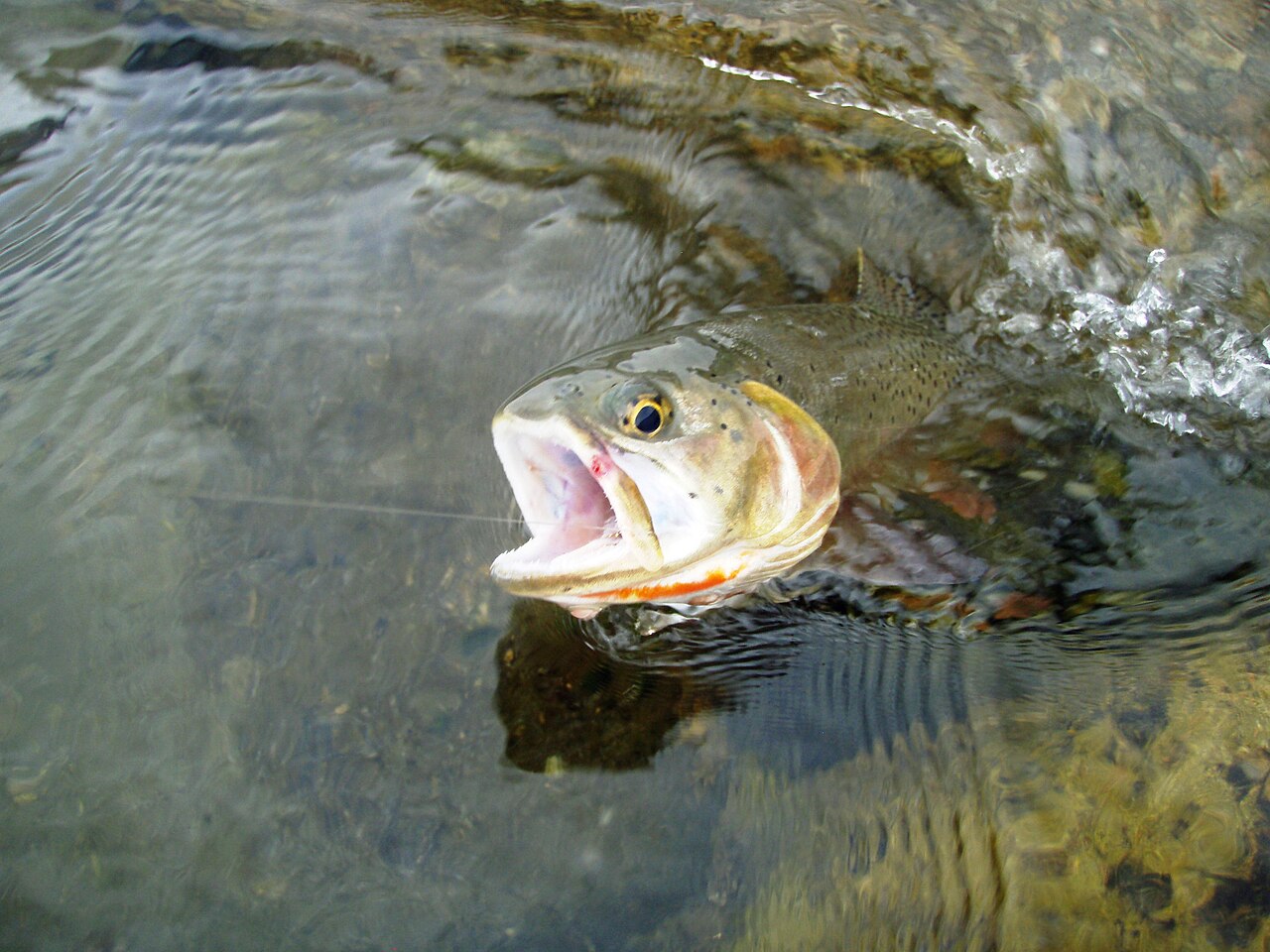 Photo of a Cutbow