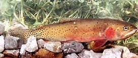 Photo of a Cutthroat Trout for identification