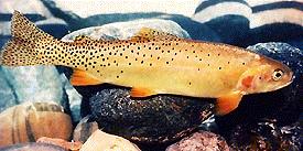 Photo of a Cutthroat Trout for identification