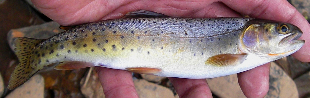 Photo of a Cutthroat Trout for identification