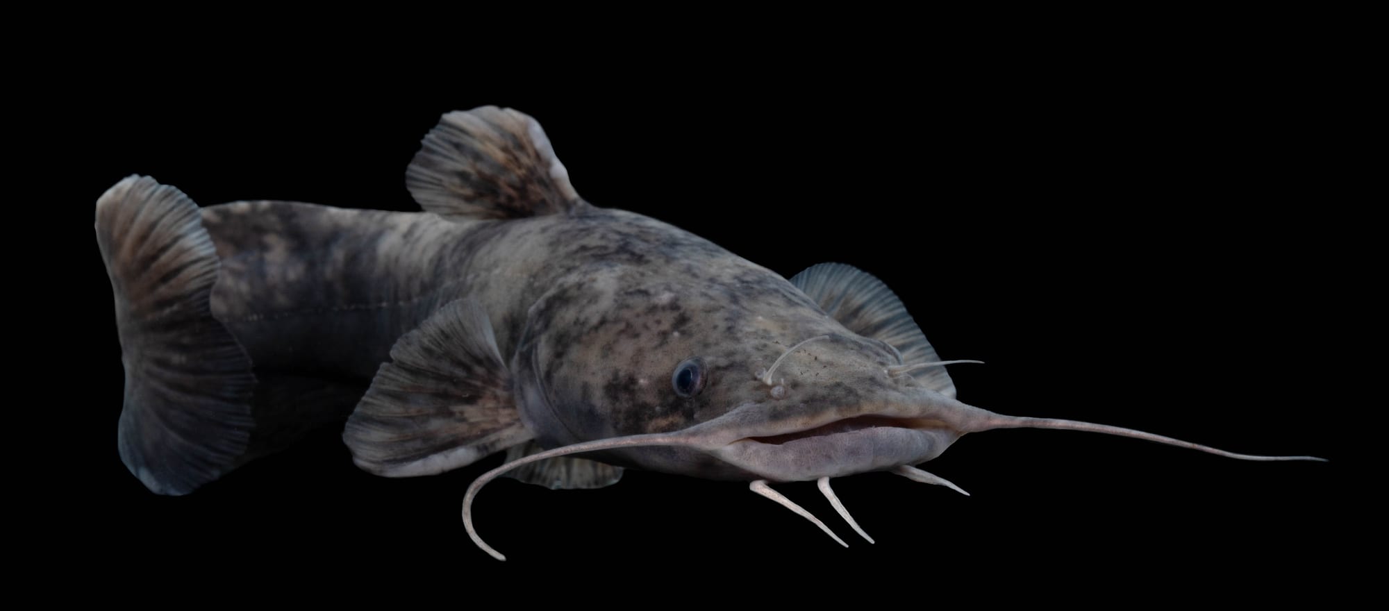 Photo of a Flathead Catfish for identification
