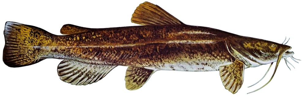 Photo of a Flathead Catfish for identification