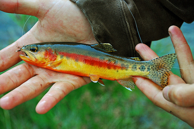 Photo of a Golden Trout