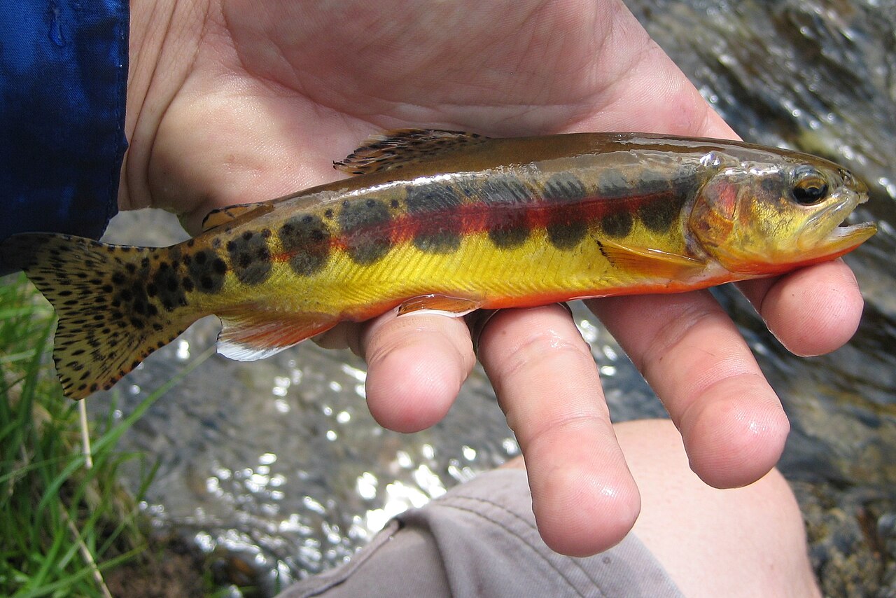Photo of a Golden Trout for identification