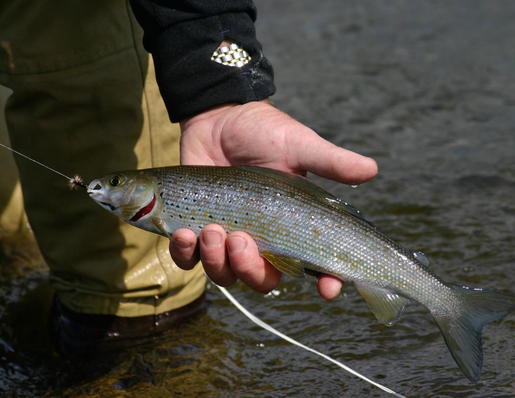 Photo of a Arctic Grayling for identification