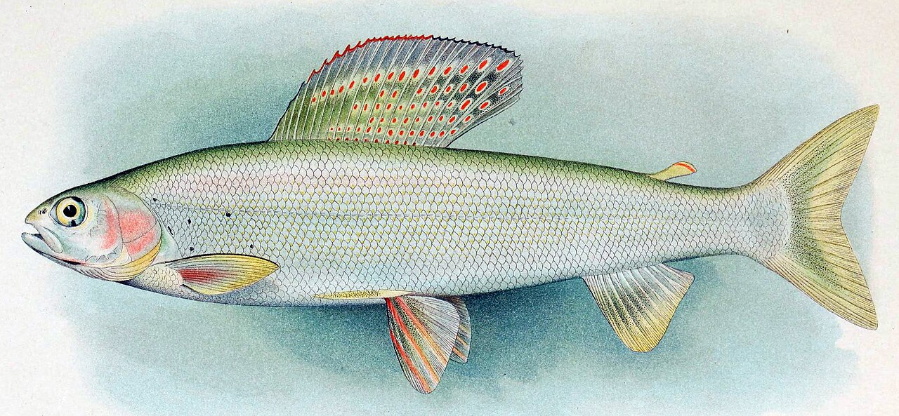 Photo of a Arctic Grayling for identification
