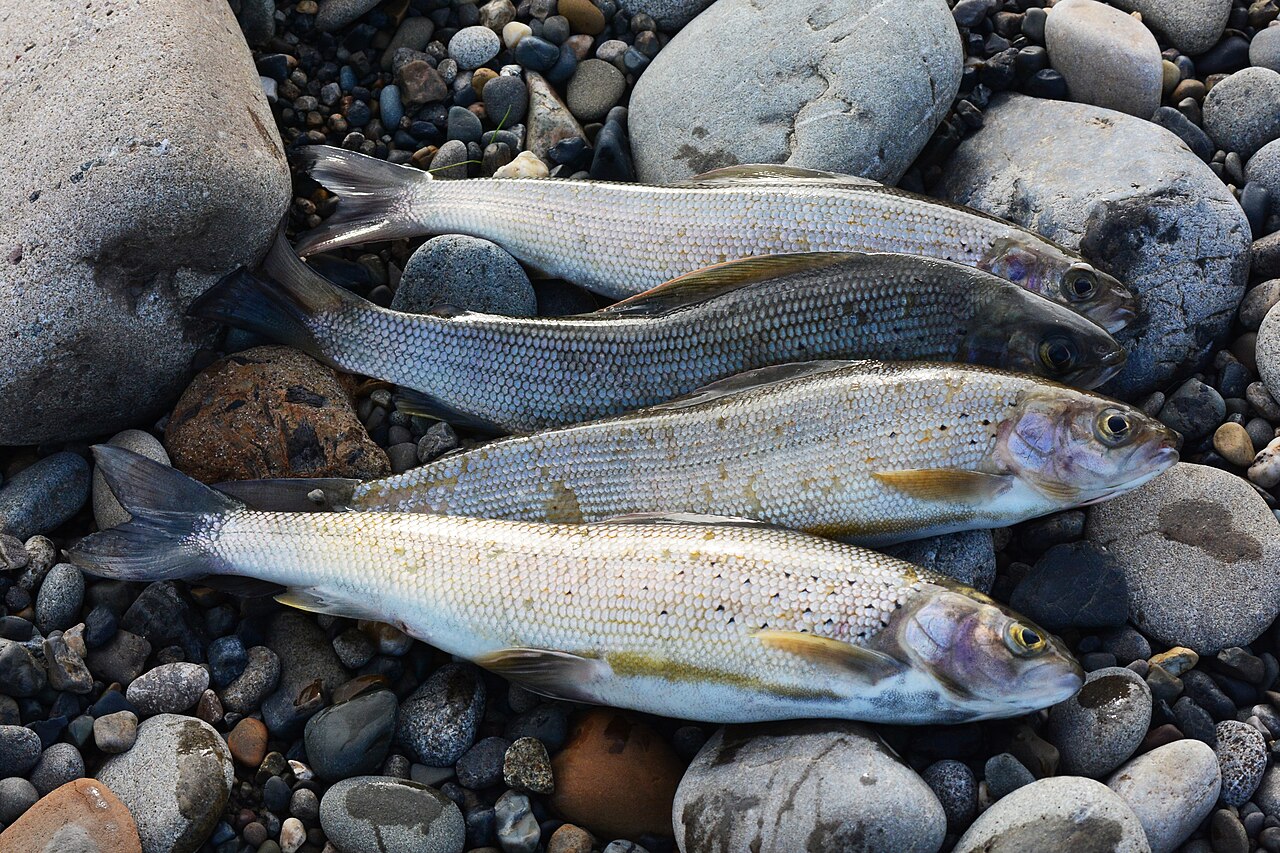 Photo of a Arctic Grayling for identification