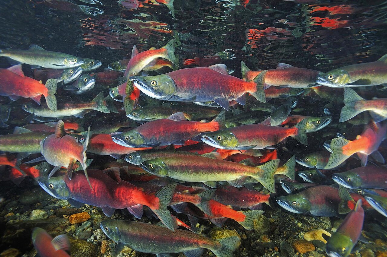 Kokanee Salmon