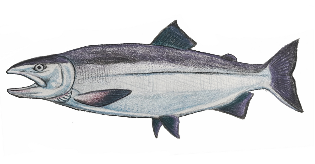 Photo of a Kokanee Salmon for identification