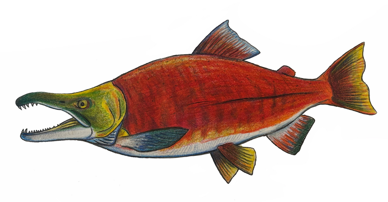 Photo of a Kokanee Salmon for identification