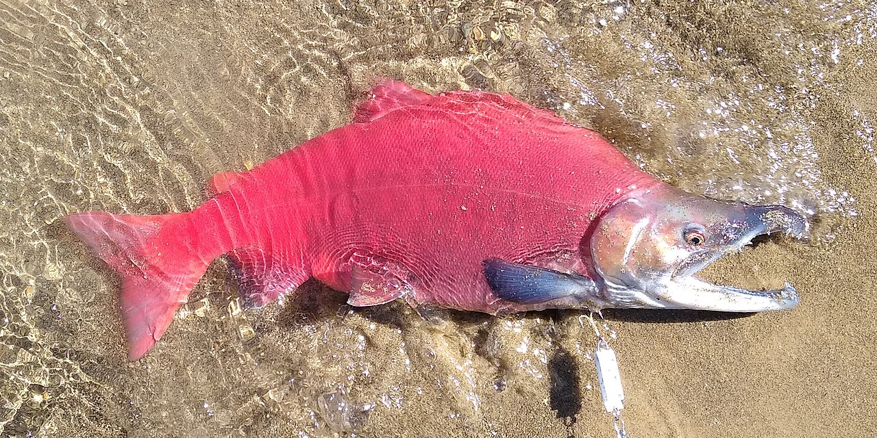 Photo of a Kokanee Salmon for identification