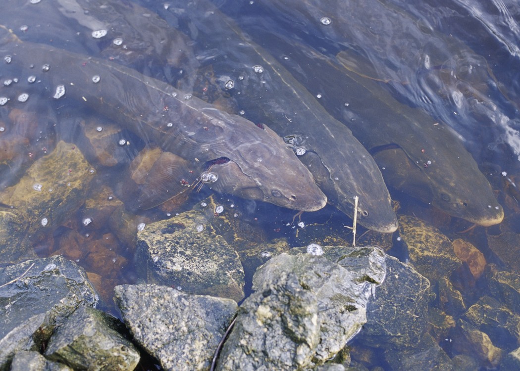 Photo of a Lake Sturgeon