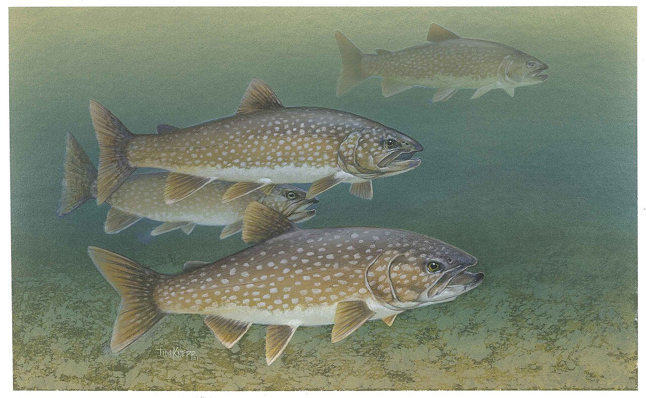 Photo of a Lake Trout