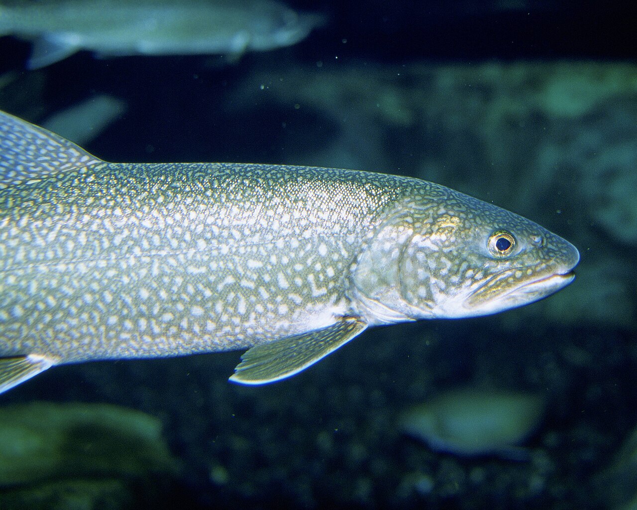 Photo of a Lake Trout for identification