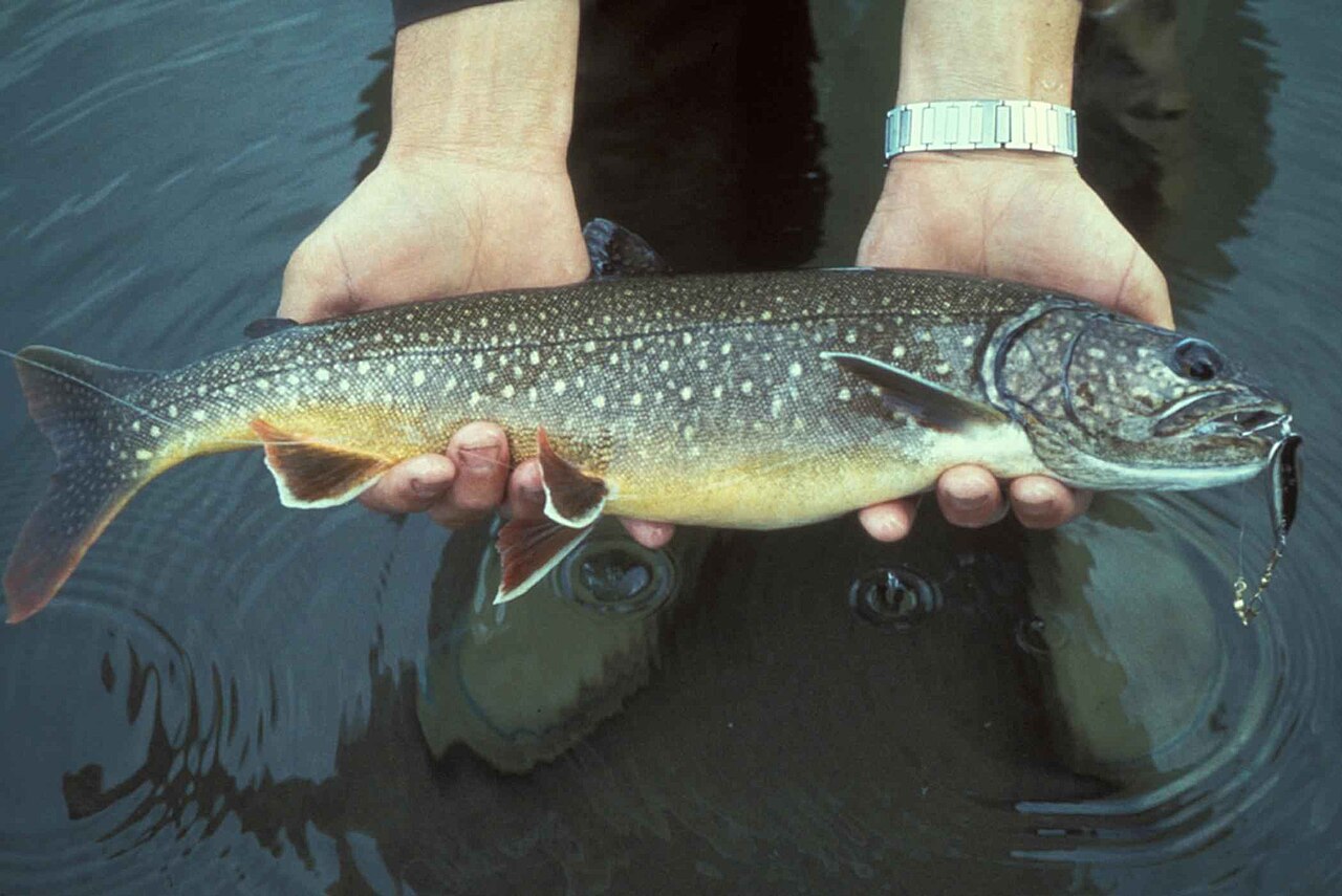 Photo of a Lake Trout for identification