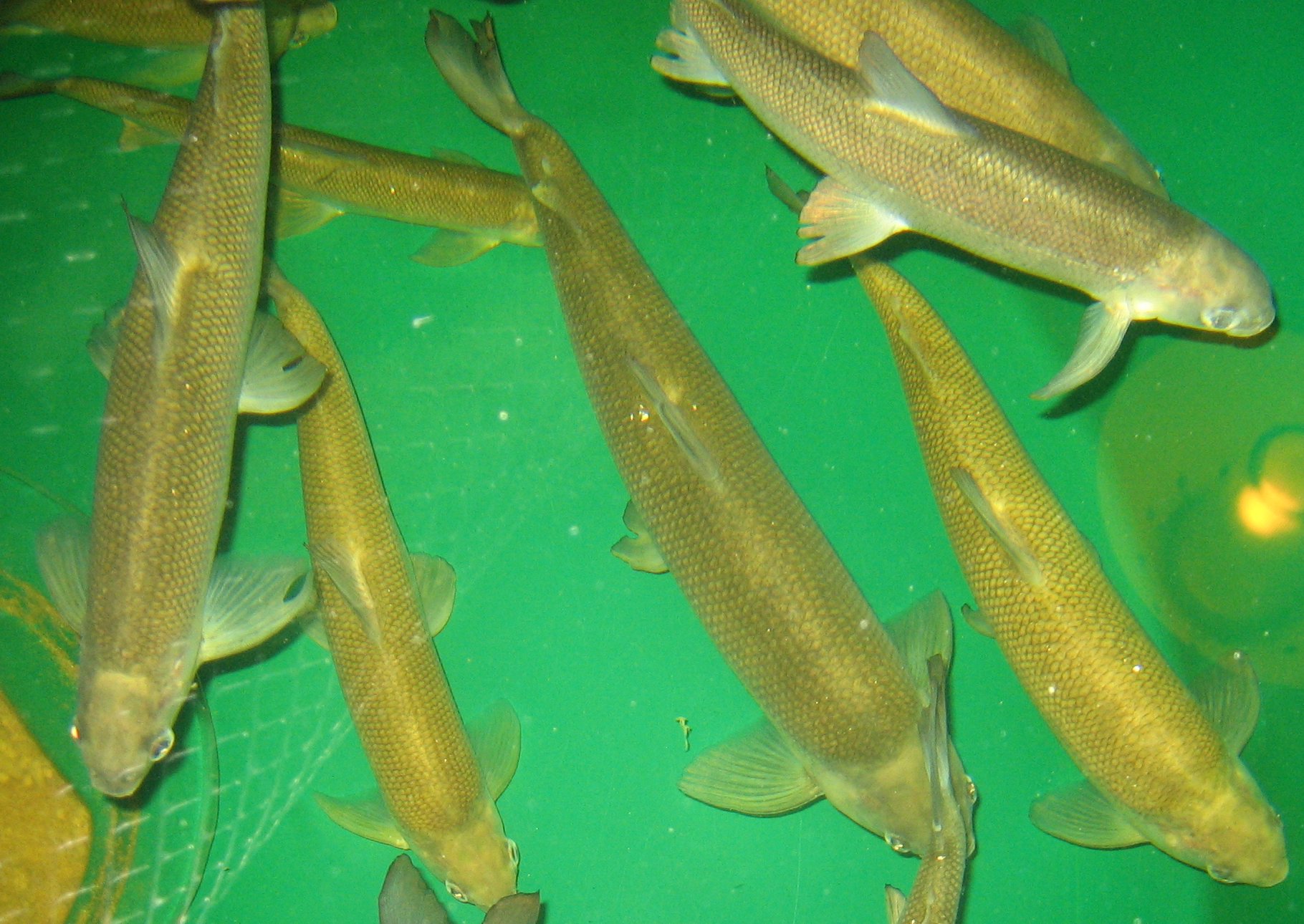 Photo of a Lake Whitefish