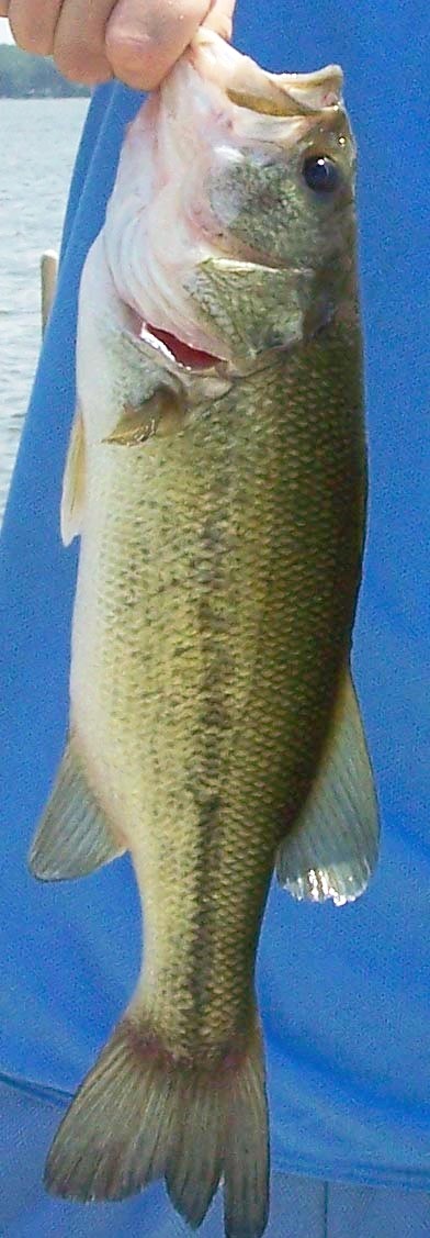 Photo of a Largemouth Bass for identification