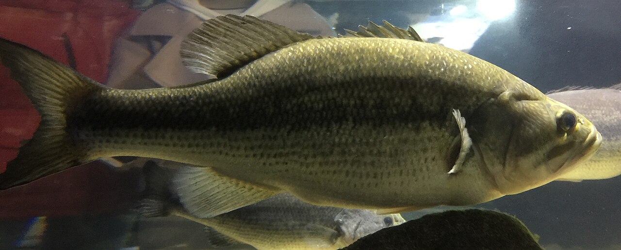 Photo of a Largemouth Bass for identification
