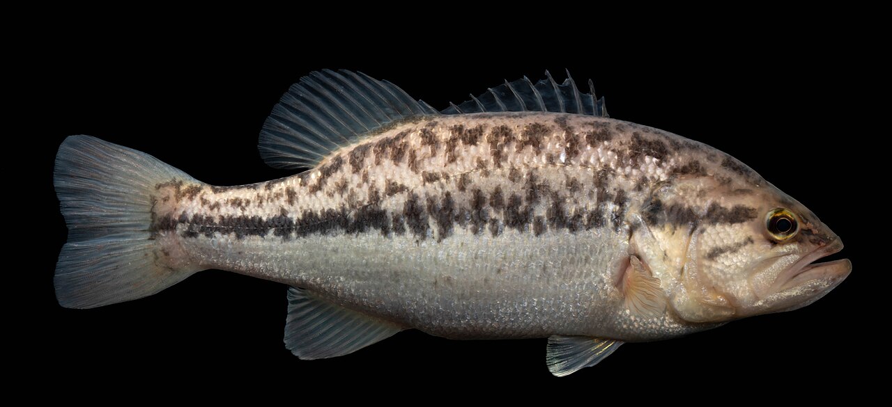 Photo of a Largemouth Bass for identification