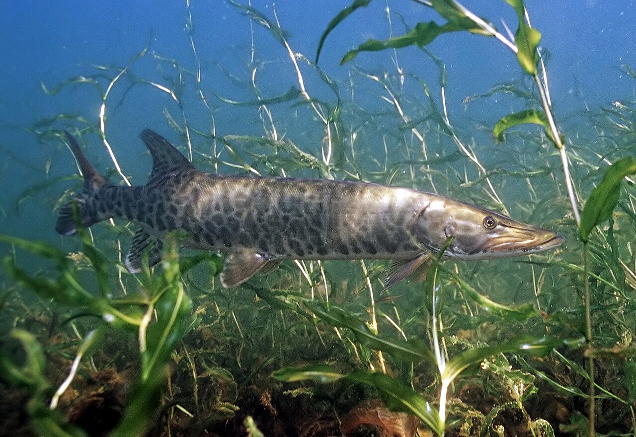 Photo of a Muskellunge