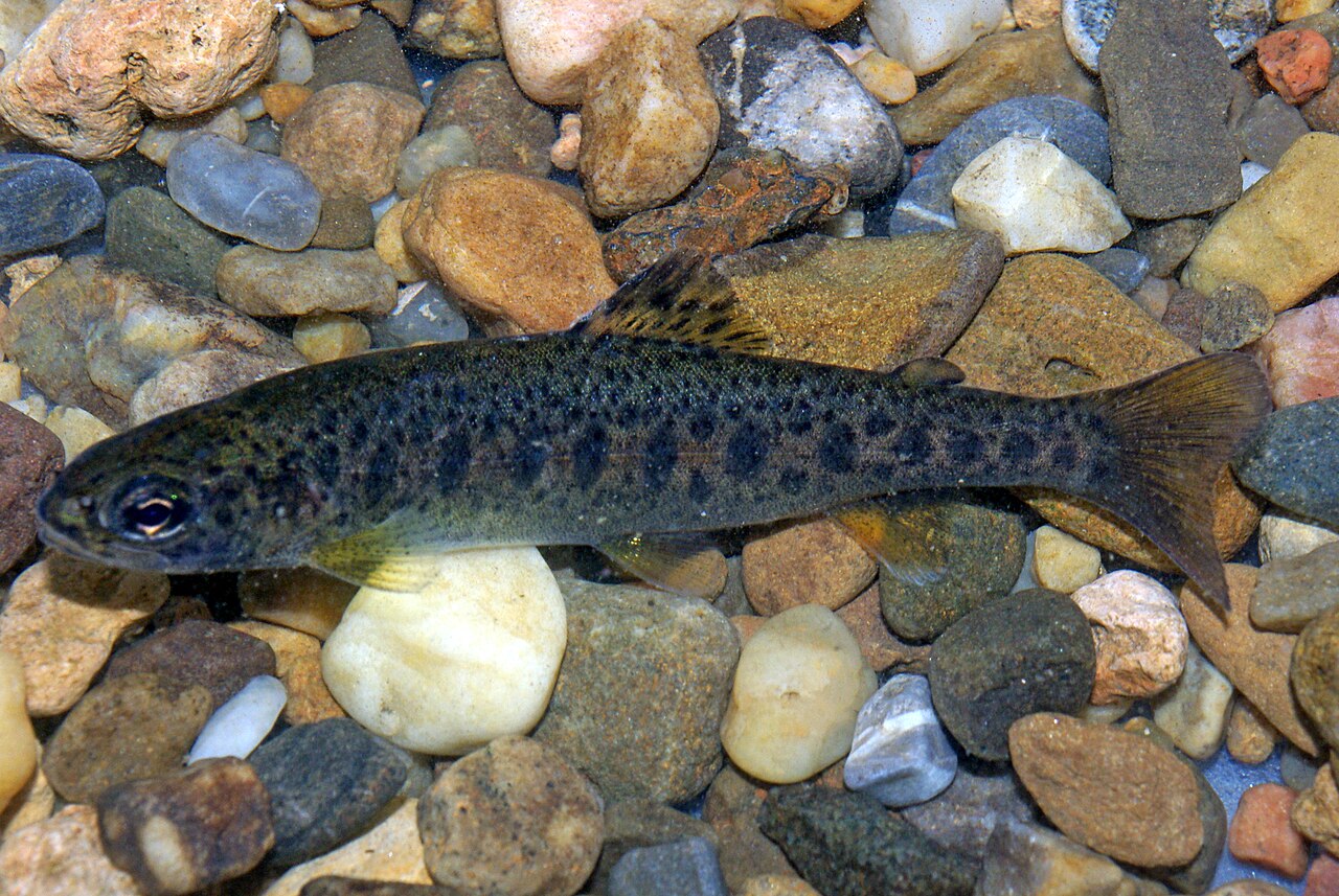 Photo of a Rainbow Trout for identification
