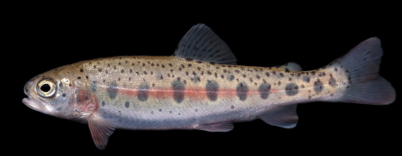 Photo of a Rainbow Trout for identification