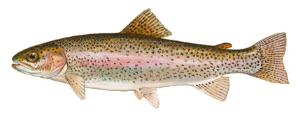 Photo of a Rainbow Trout for identification