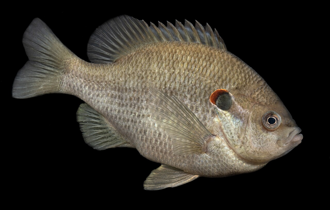 Photo of a Redear Sunfish