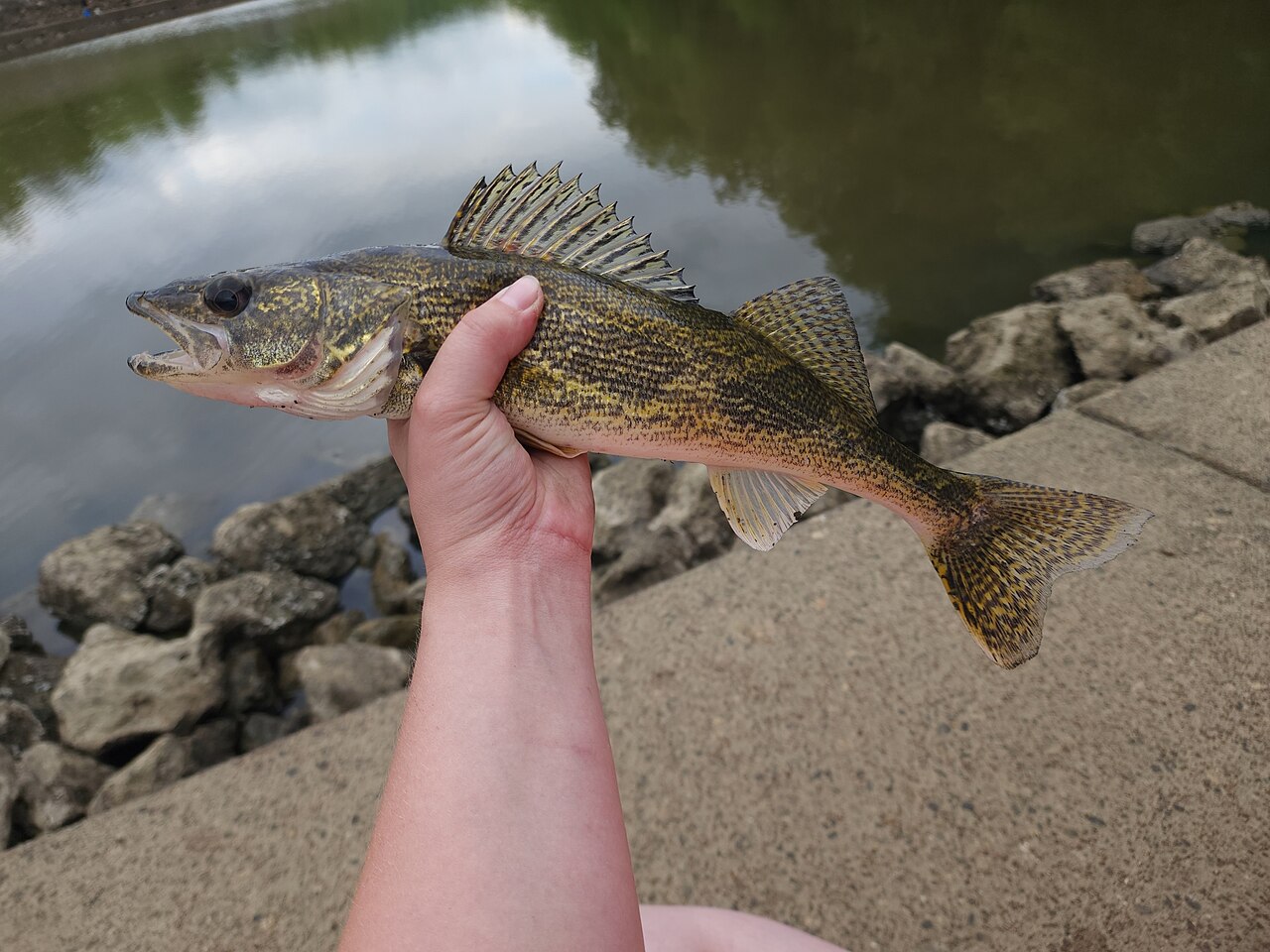 Photo of a Saugeye